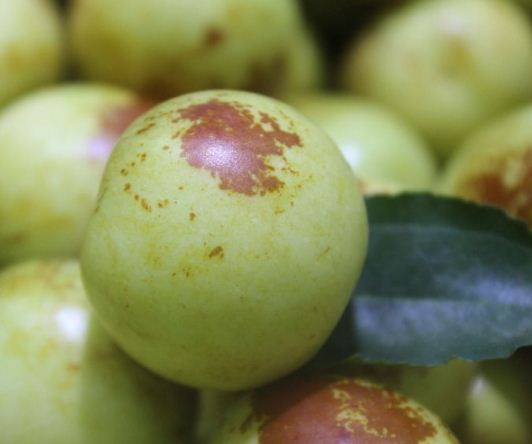 冬枣这种水果的简介缩略图