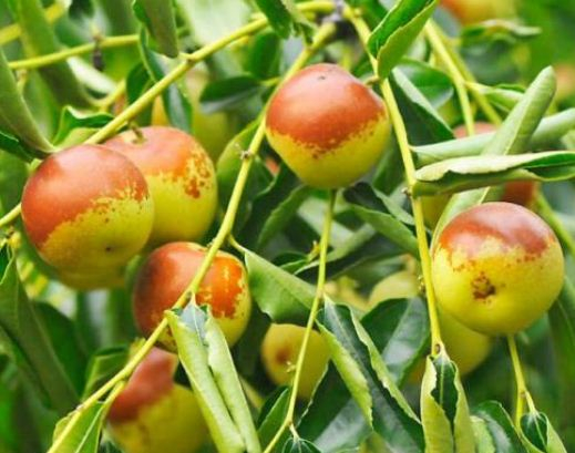 冬枣的营养价值缩略图