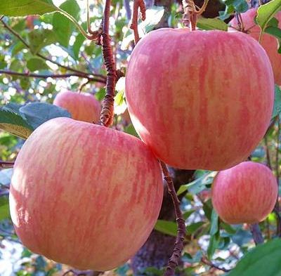 铜川印台红富士苹果