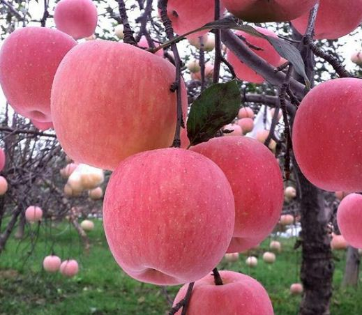 苹果种植
