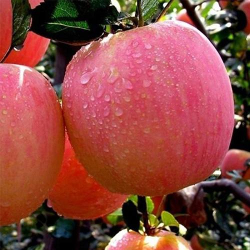 苹果的营养价值缩略图