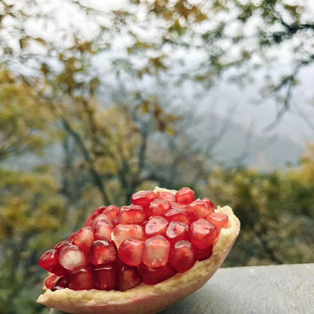 临潼，是我国石榴著名产区缩略图