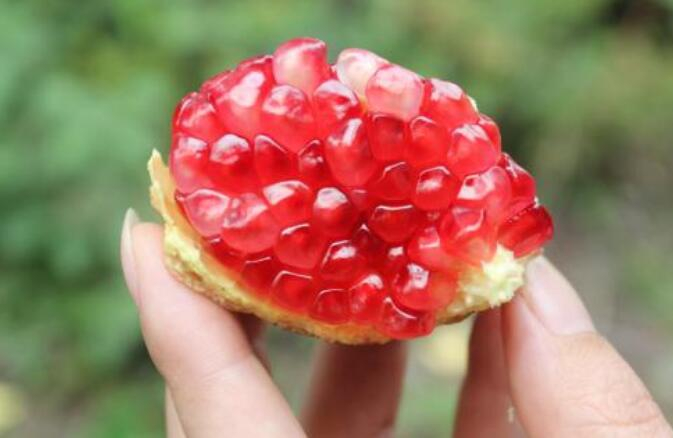 红石榴的功效与作用 红石榴的食用禁忌缩略图