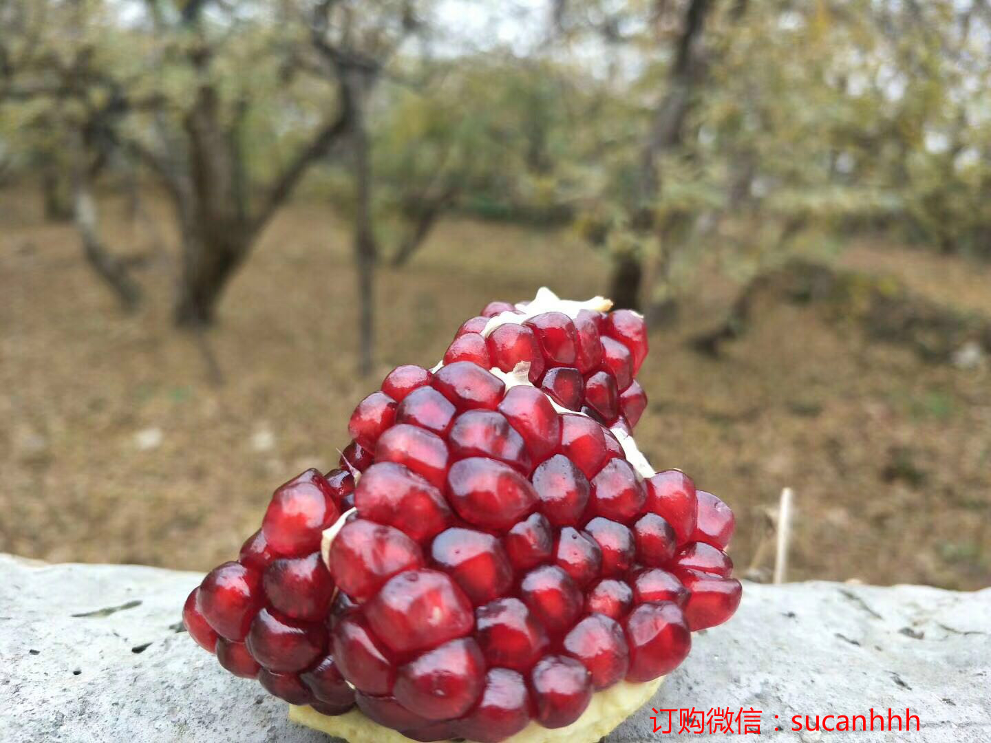 陕西临潼石榴哪里的好缩略图