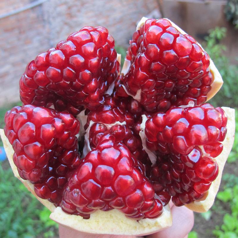 临潼石榴有那些品种缩略图