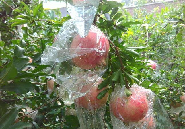 品牌让临潼石榴“香飘万里”缩略图